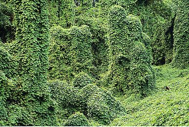 《真女神转生5》恶魔介绍：阿拉伯母神威灵